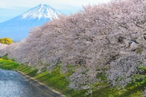 Cherry Blossom Mt.Fuji