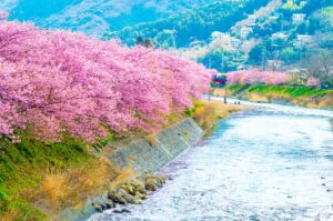 Cherry Blossom Kawazu River