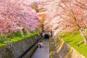 Cherry Blossom Lake Biwa Canal