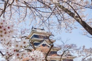 Cherry Blossom Matsumoto Castle