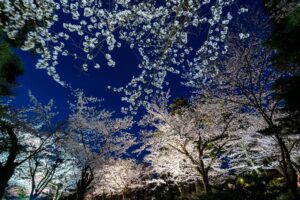 Cherry Blossom Kenrokuen