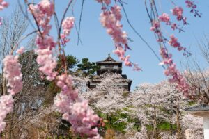 Cherry Blossom Maruoka Castle