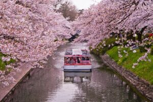 Cherry Blossom Matsukawa Park
