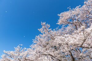 Cherry Blossom