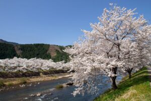 Cherry Blossom Nagara River