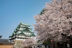 Nagoya Castle cherry blossoms