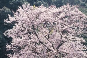 Gifu Castle Cherry Blossoms