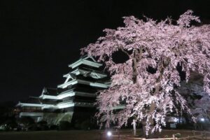 Matsumoto Castle Cherry Blossoms