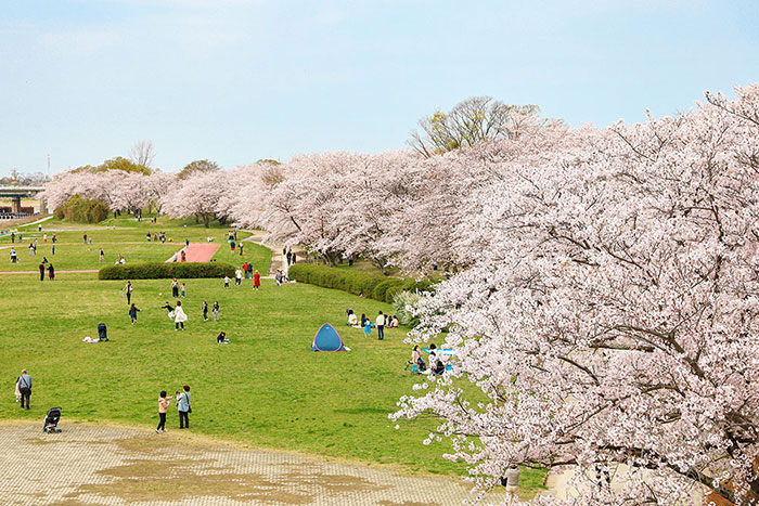 Spring Scenery in Mie: 2026 Cherry Blossom Festivals and Night Illuminations