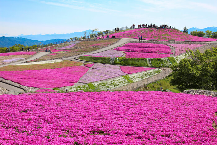 Creeping Phlox Festival Takes Place at Chausuyama Kogen in Aichi: Around 400,000 Flowers Bloom Across a Highland at 1,358 Meters