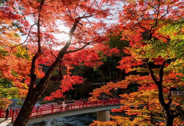 Autumn scenery in Aichi: 2026 Korankei Autumn Leaves Festival